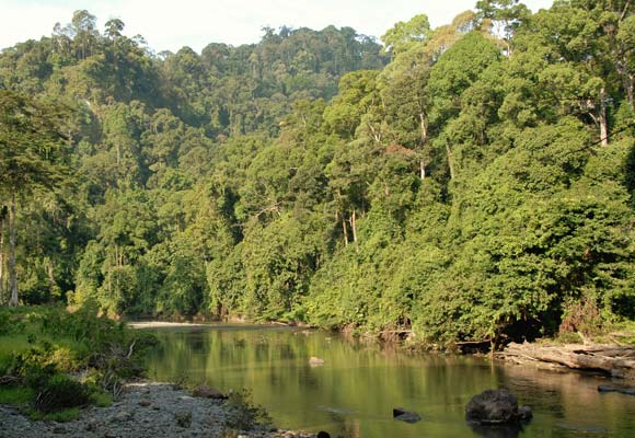 View of the Kinabatangan river in Sabah, Borneo