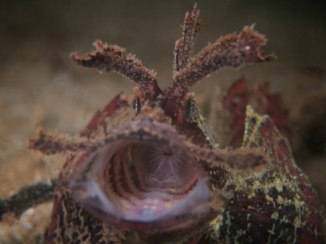 Ambon scorpionfish macro marine life MabulSabah