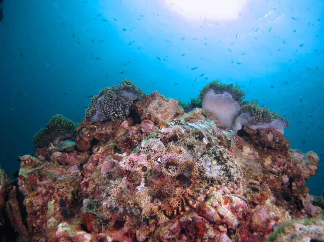 Tasseled scorpionfish camouflaged on coral reef Kota Belud Sabah Borneo