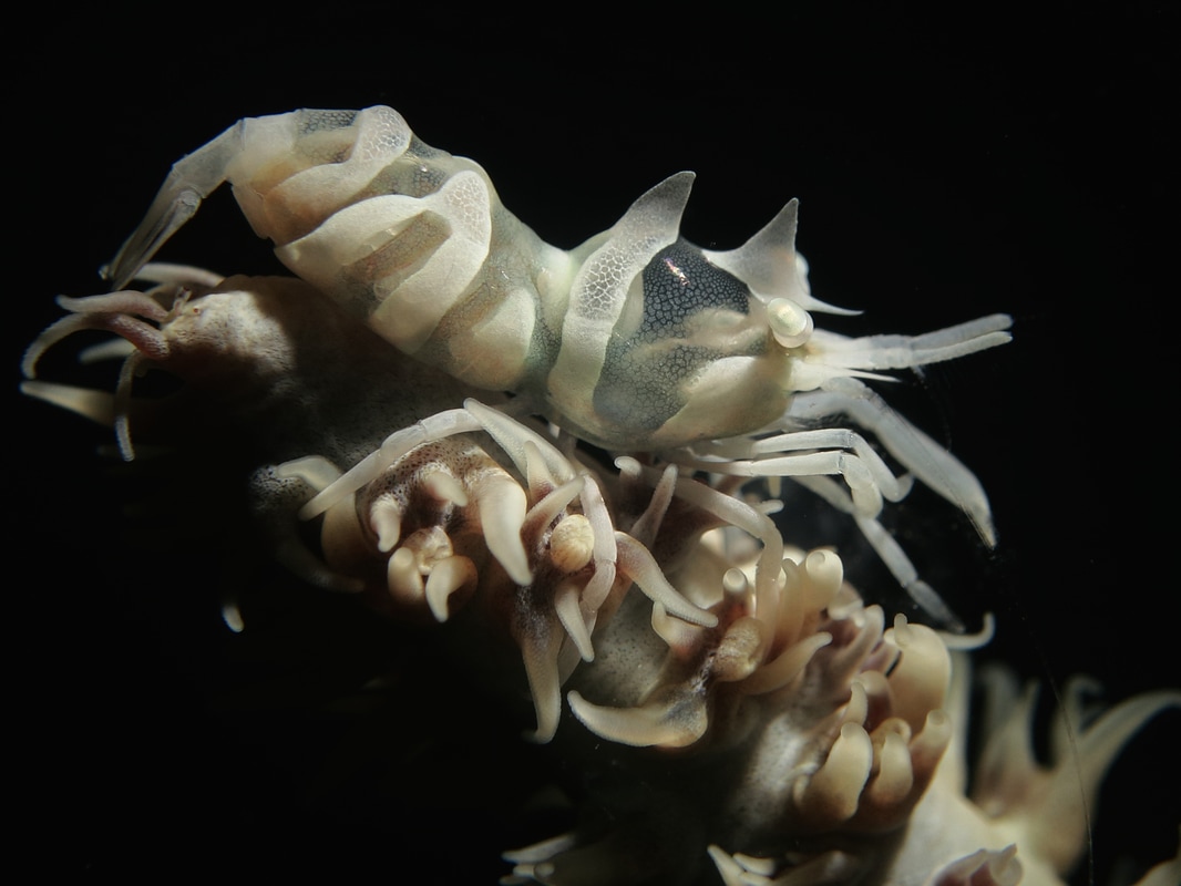 Zanzibar whip coral partner shrimp