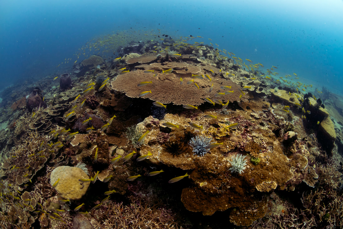 Coral reef Sabah Borneo