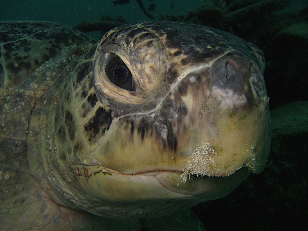 Green turtle Mabul Island Sabah
