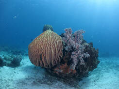 Giant barrel sponge Sabah Borneo