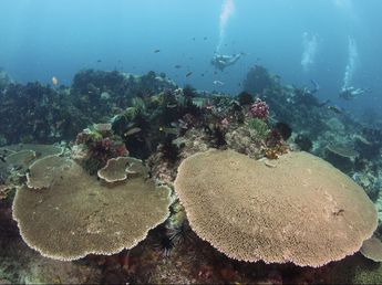 table corals and scuba divers, coral reef Sabah