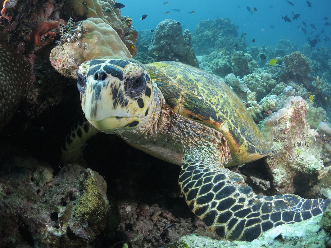 Hawksbill turtle tropical reef Mabul Island Sabah