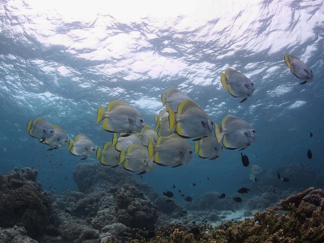 Schooling pinnate batfish tropical reef Sabah