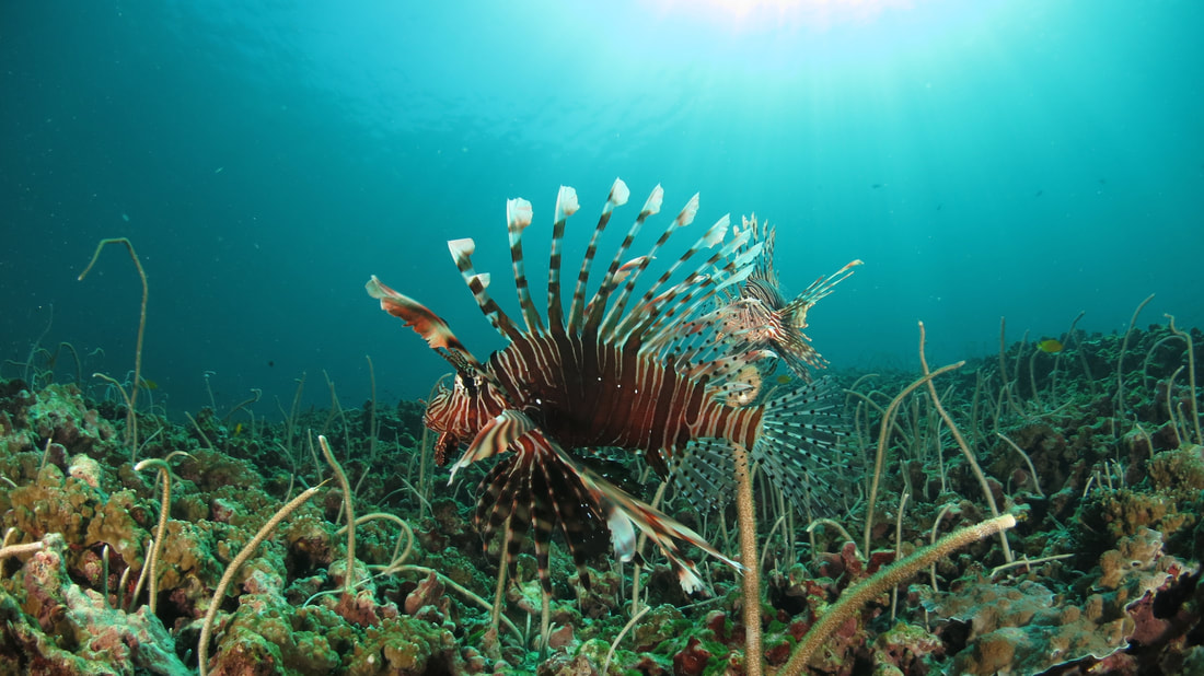 Pacific lionfish on reef Sabah
