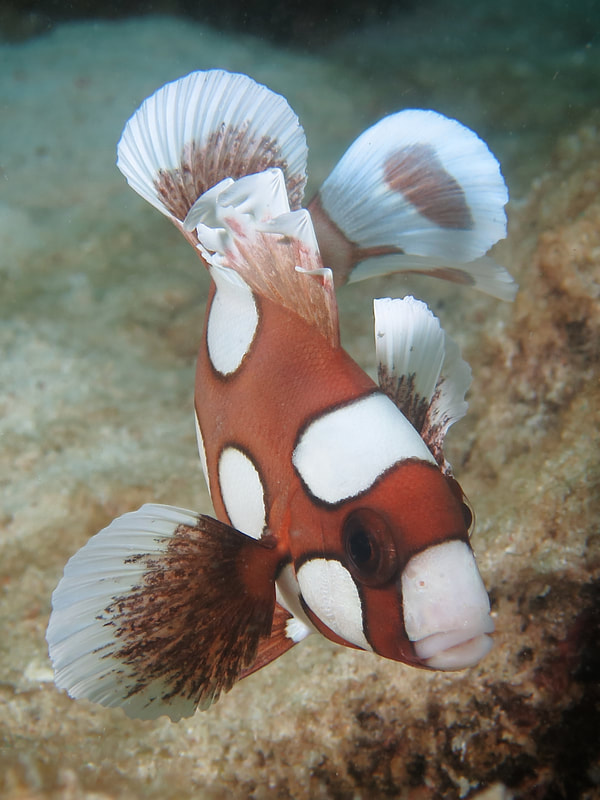 juvenile harlequin sweetlips tropical reef fish mabul