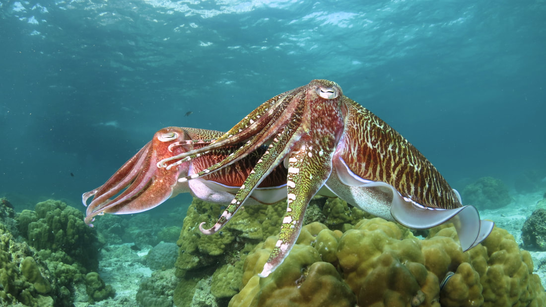 Broardclub cuttlefish Sabah Borneo