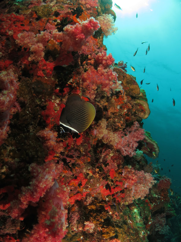 Red tail butterflyfish and pink soft coral at Mayne rock dive site Kota Belud Sabah