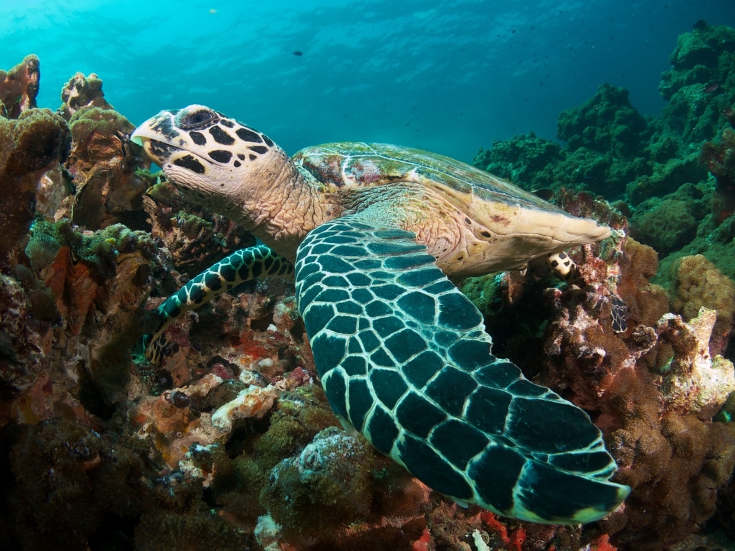 Hawksbill turtle eating coral Mantanani Island Sabah Borneo