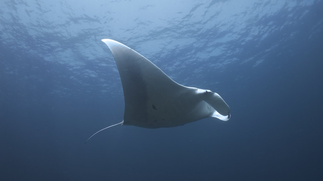 Manta ray swimming