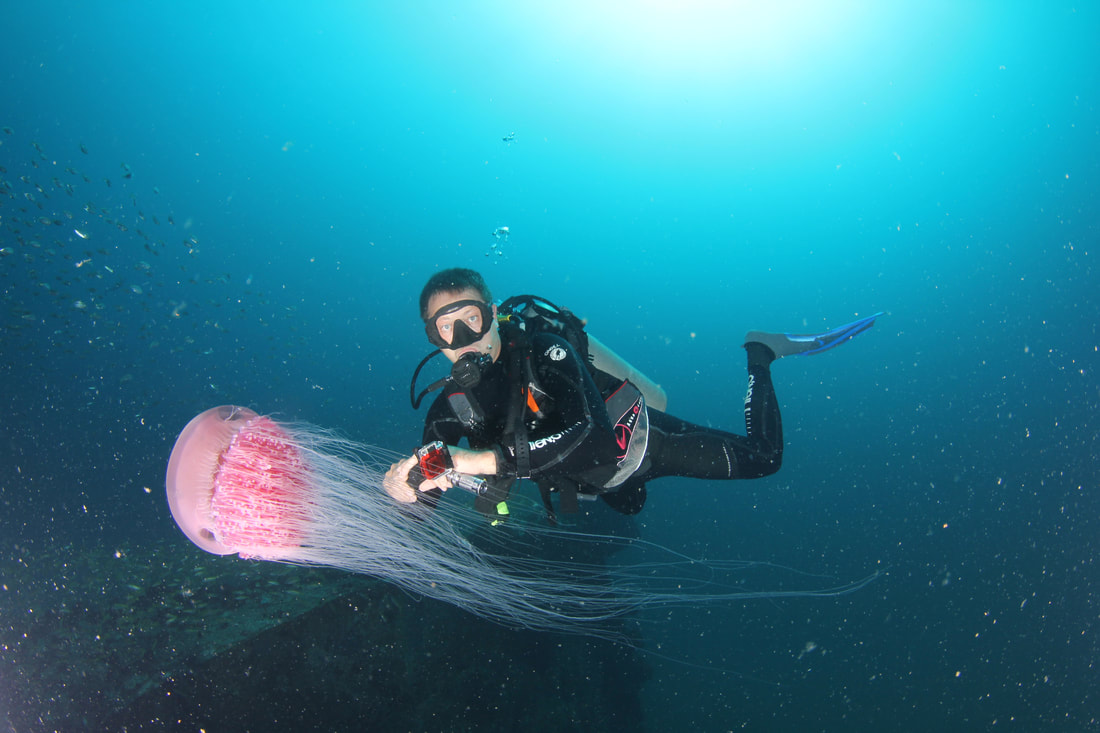 Scuba diver and pink jellyfish at Bigfin divers Kota Belud Sabah Borneo