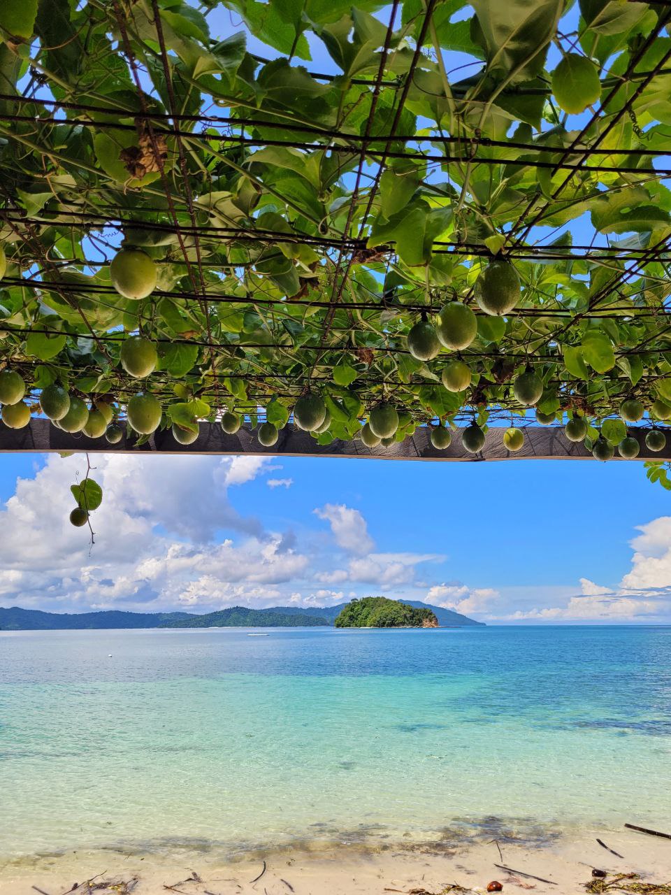 Passionfruit tree with view of Pandan Island from Bigfin beach resort Sabah Borneo
