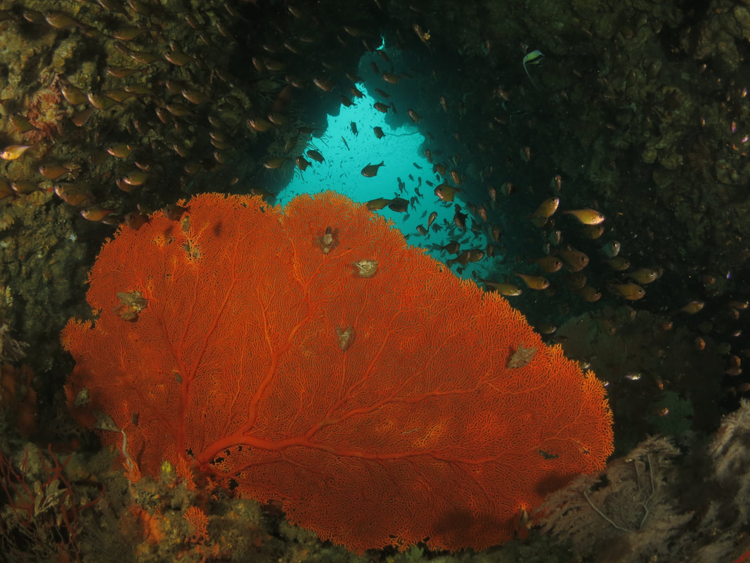 Gorgonian Sea fan in underwater cave