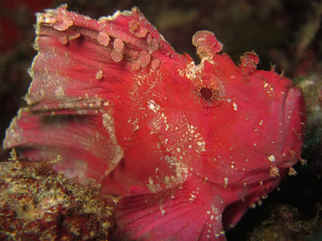 Pink leaf scorpionfish paperfish Taenianotus triacanthus