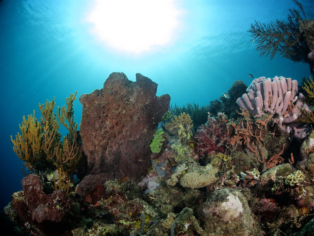 Tropical coral reef and giant sea sponge Mabul Island Sabah