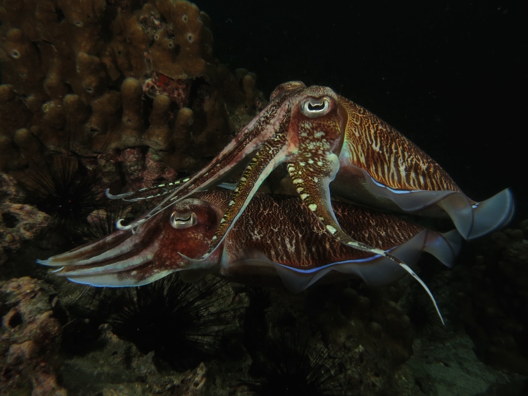 Cuttlefish mating at night Kota Belud Sabah Borneo