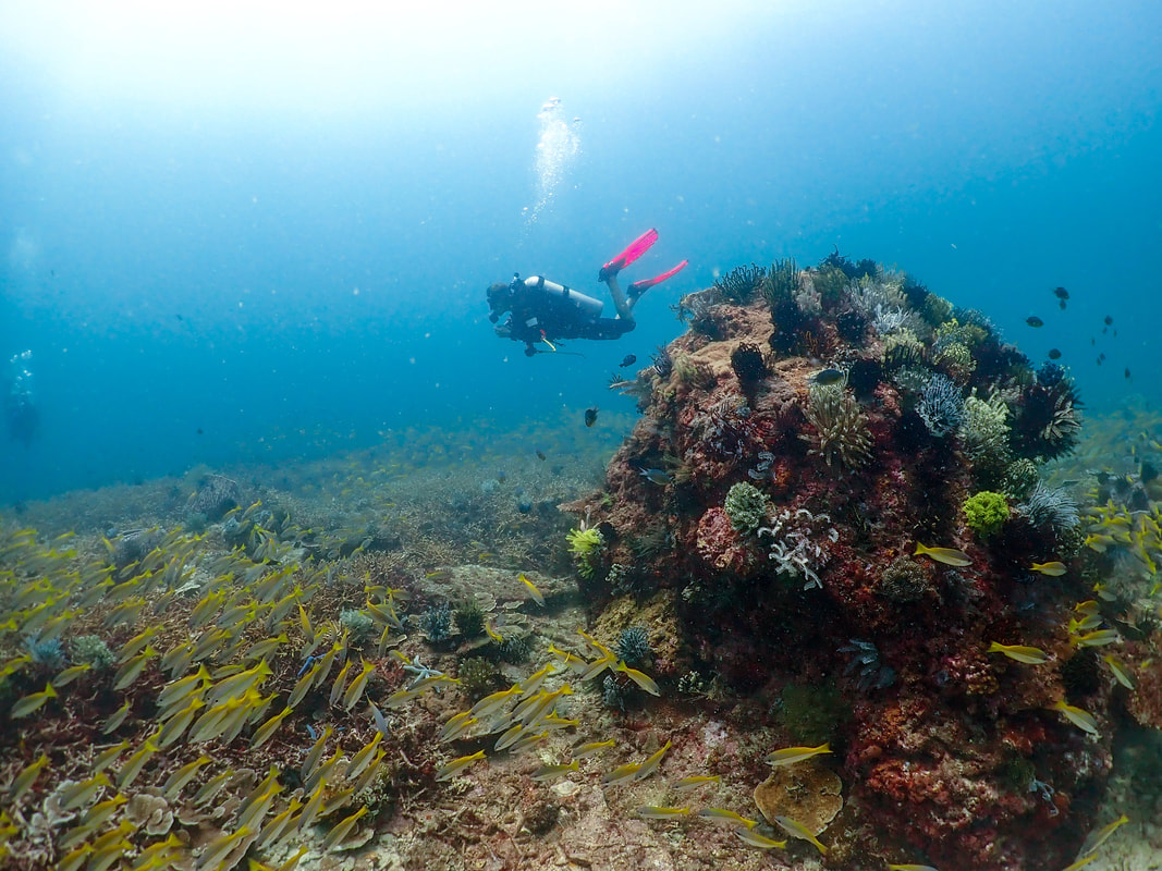 Scuba diver on coral reef Sabah Borneo