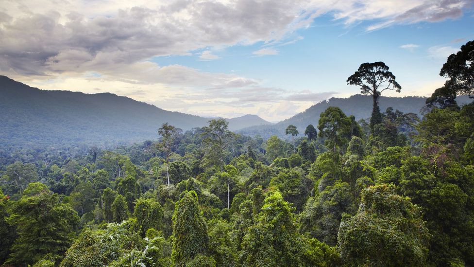Primary tropical rainforest of Borneo