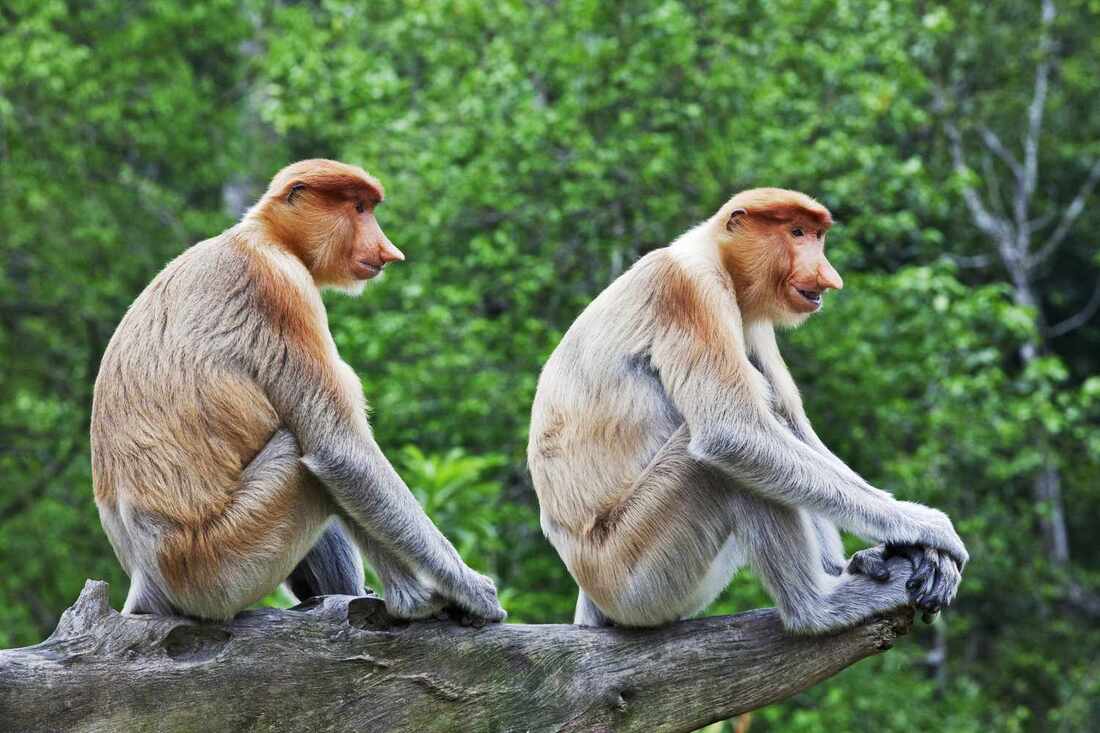Proboscis monkey, a large primate endemic to the island of Borneo