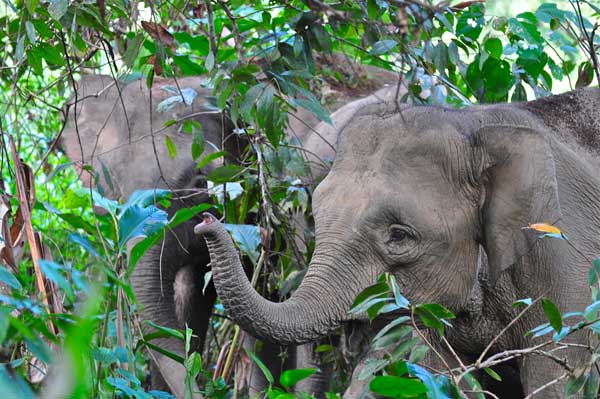 Pygmy elephant Sabah Borneo