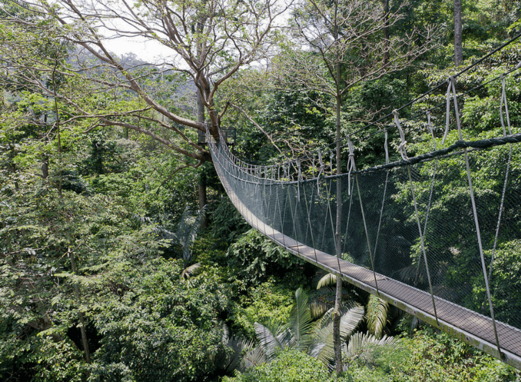 Forest canopy walkway at Pouring national park, Ranau, Sabah