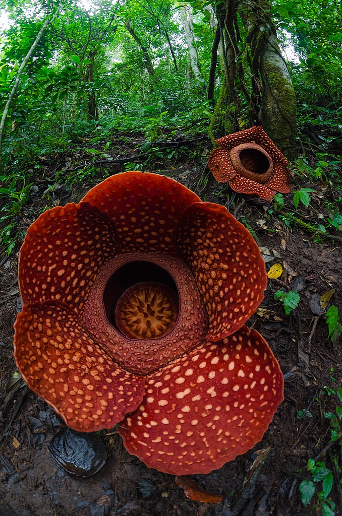 Rafflesia the largest flower in the world, found in the rainforest of Sabah, Borneo